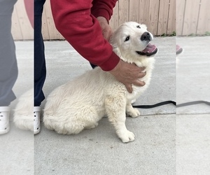 English Cream Golden Retriever Puppy for sale in ARROWHEAD FARMS, CA, USA