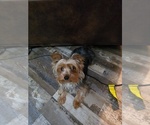 Small Photo #1 Yorkshire Terrier Puppy For Sale in PITTSBURG, KS, USA