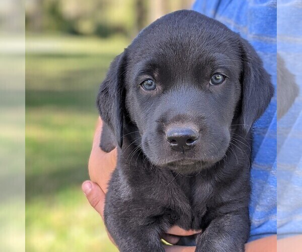 Medium Photo #1 Labrador Retriever Puppy For Sale in ARLINGTON, KS, USA