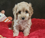 Image preview for Ad Listing. Nickname: Cockapoo Male