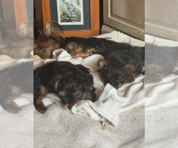 Medium Photo #12 Yorkshire Terrier Puppy For Sale in PALMDALE, CA, USA