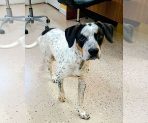 Mutt Dogs for adoption in York, SC, USA