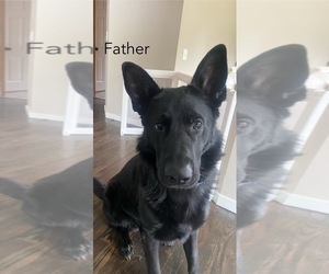 Mother of the German Shepherd Dog puppies born on 05/27/2025