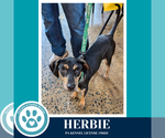 Small #11 Miniature Pinscher Mix