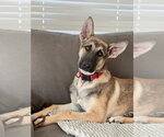 Small Photo #2 German Shepherd Dog Puppy For Sale in West Sacramento, CA, USA
