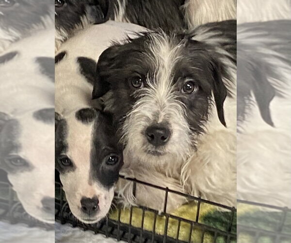 Medium Photo #3 Cairn Terrier Puppy For Sale in Bolivar, MO, USA