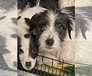 Phoebe - Female Cairn Terrier Dog for Adoption - Photo #3