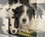 Small Photo #3 Cairn Terrier Puppy For Sale in Bolivar, MO, USA