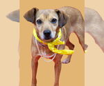 Small #1 Chihuahua-Feist Terrier Mix