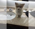 Puppy Puppy 2 Cream Pomeranian