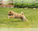 Small Photo #32 Shiba Inu Puppy For Sale in MILLERSBURG, IN, USA