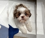 Small Photo #1 Shih Tzu Puppy For Sale in DICKINSON, TX, USA