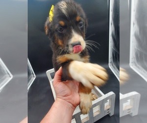 Sheprador Puppy for Sale in GOSHEN, Indiana USA