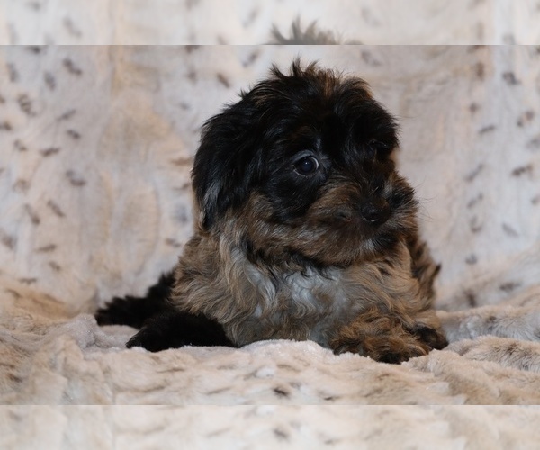 Medium Photo #5 Yorkiepoo mix (+ Poodle Toy) Puppy For Sale in DYERSBURG, TN, USA