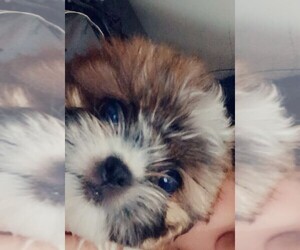 Mal-Shi Puppy for sale in PHOENIX, AZ, USA