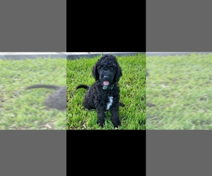 Poodle (Standard) Puppy for sale in MARION, TX, USA