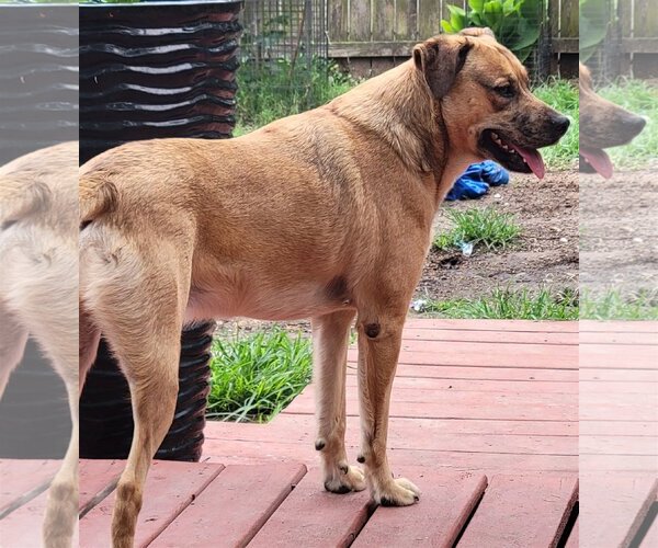 Medium Photo #3 Catahoula Leopard Dog-Unknown Mix Puppy For Sale in Spring, TX, USA