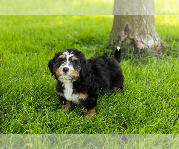Medium Photo #23 Bernedoodle (Miniature) Puppy For Sale in SHIPSHEWANA, IN, USA