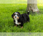 Small #22 Bernedoodle (Miniature)