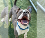 Small #4 American Pit Bull Terrier Mix