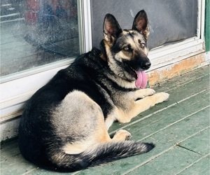 Mother of the German Shepherd Dog puppies born on 07/01/2025