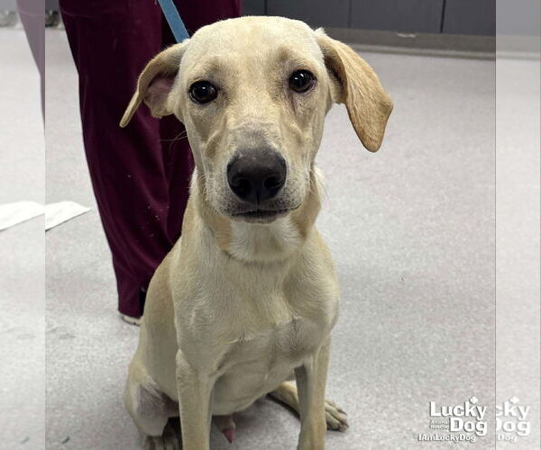 Medium Photo #6 Labrador Retriever-Retriever  Mix Puppy For Sale in Washington, DC, USA