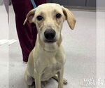 Small #5 Labrador Retriever-Retriever  Mix