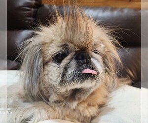 Pekingese-Unknown Mix Dogs for adoption in Cuba, NY, USA