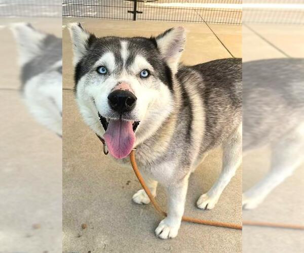 Medium Photo #1 Siberian Husky Puppy For Sale in Sacramento, CA, USA