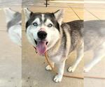 *FABLE - Female Siberian Husky Dog for Adoption - Small photo