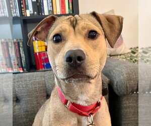 Carolina - Female Mutt Dog for Adoption - Photo #13