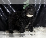 Small #2 Poodle (Toy)