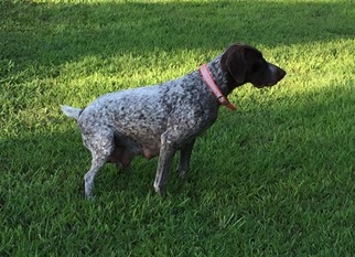 German Shorthaired Pointer Puppy for sale in BUMPASS, VA, USA