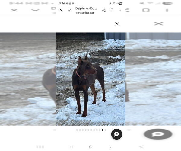Medium Photo #1 Doberman Pinscher Puppy For Sale in WARSAW, IN, USA