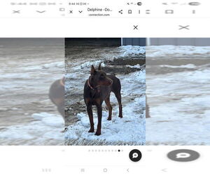 Father of the Doberman Pinscher puppies born on 04/14/2026