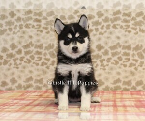 Pomsky Puppy for sale in DENVER, PA, USA