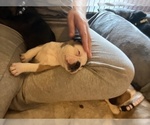Small Photo #14 Frenchie Pug Puppy For Sale in BLOOMINGTON, IL, USA