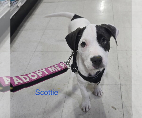 Medium Photo #2 American Staffordshire Terrier-Unknown Mix Puppy For Sale in Parker Ford, PA, USA