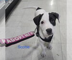 Small #1 American Staffordshire Terrier Mix