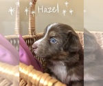 Small Photo #9 Australian Shepherd Puppy For Sale in LANCASTER, PA, USA
