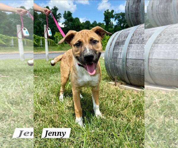 Medium Photo #1 Boxer-Siberian Husky Mix Puppy For Sale in Chester, VA, USA