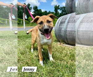 Boxer-Siberian Husky Mix Dogs for adoption in Chester, VA, USA