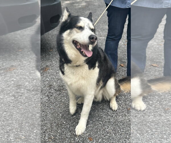 Medium Photo #6 Siberian Husky-Unknown Mix Puppy For Sale in Rockaway, NJ, USA