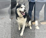 Small #5 Siberian Husky Mix