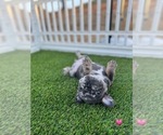Puppy Puppy 3 French Bulldog