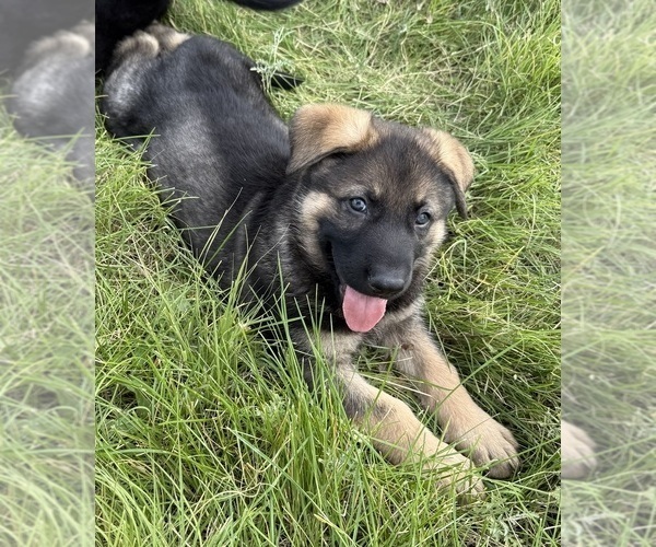 Medium Photo #27 German Shepherd Dog Puppy For Sale in BRIGHTON, CO, USA