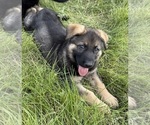 Small #26 German Shepherd Dog