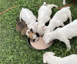 Bulldog Puppy for sale in BEULAVILLE, NC, USA