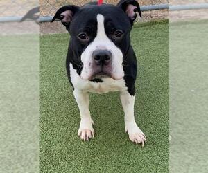 Mutt Dogs for adoption in Fayetteville, NC, USA