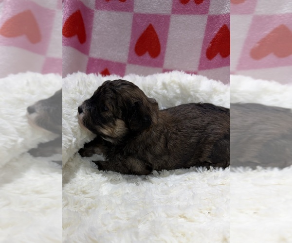 Medium Photo #3 Havapoo Puppy For Sale in GUTHRIE, KY, USA